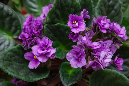Flowers of domestic violets