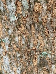 Close-up of a textured tree bark with deep cracks and ridges. The image captures the intricate details and natural patterns found in the surface of a tree trunk
