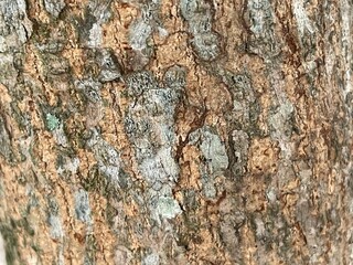 Close-up of a textured tree bark with deep cracks and ridges. The image captures the intricate details and natural patterns found in the surface of a tree trunk