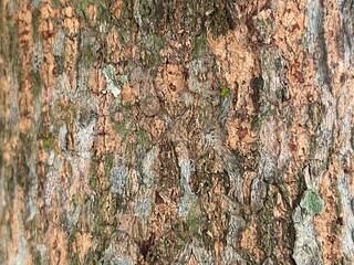 Close-up of a textured tree bark with deep cracks and ridges. The image captures the intricate details and natural patterns found in the surface of a tree trunk
