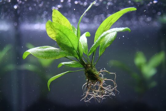Aquatic Fern: A Mother Plant Nurturing Fresh Java Fern Plantlets in a Vibrant Aquarium Ecosystem