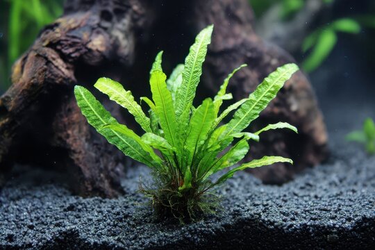 Java Fern Plantlet Thriving on Mother Plant in Aquarium: A Popular Aquatic Flora Showcasing Green Growth and Natural Reproduction
