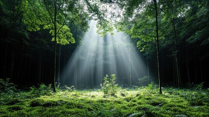 Obraz premium Sunlight streams through trees in a verdant forest, illuminating the mossy ground and creating a mystical atmosphere.