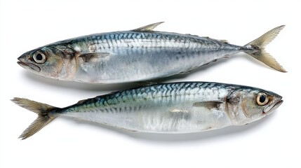 Fototapeta premium Fresh Whole Mackerel Fish Displayed on White Background with Glimmering Silver Skin and Distinctive Features