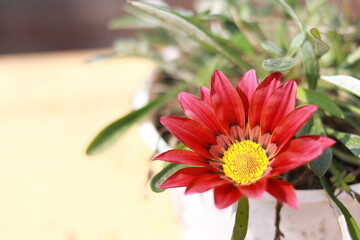The image features a close-up of a vibrant orange flower, likely a Gazania, also known as the "Treasure Flower" or African Daisy. 