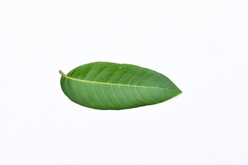 Longan leaves, Green leaves on white background