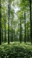 Obraz premium A dense forest scene with tall, slender trees and a ground covered in green foliage and small white flowers. Sunlight filters through the leaves, creating a bri