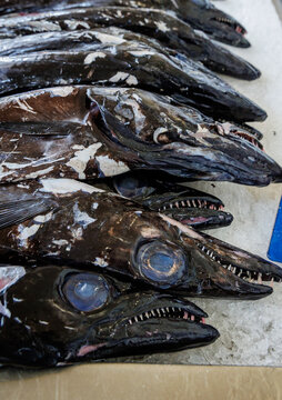 Black scabbardfishes for sale on Mercado dos Lavradores Farmers Market in Funchal, Madeira, Portugal