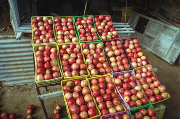 Roadside stall with pomegranate for sale in Gabes region in Tunisia