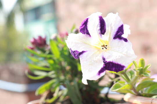 Pitunia Flower plant on roof top garden