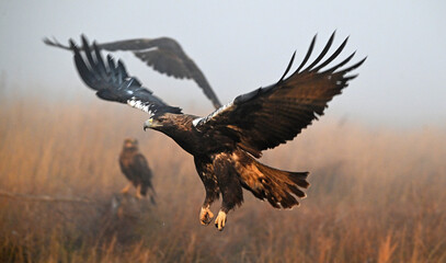 Fototapeta premium a serious imperial eagle in spain (aquila adalberti)