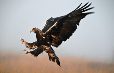 Obraz premium imperial eagle on the mountain