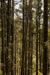 Obraz premium Dense Forest with Tall Pine Trees in Natural Daylight