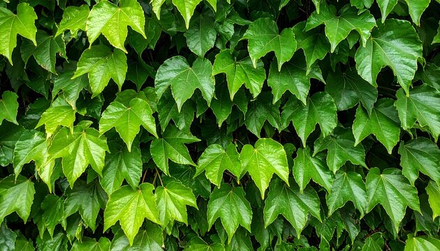 Fototapeta Lush Green Ivy Wall - A Natural Tapestry of Vibrant Foliage.