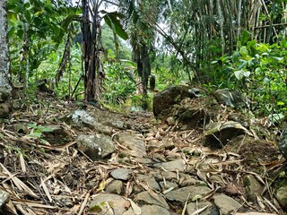 trail in the tropical forest
