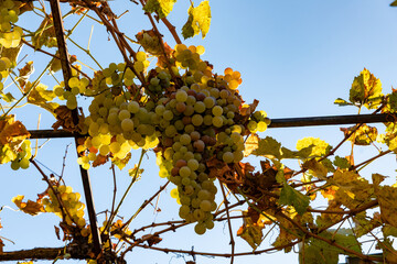 Cluster of ripe yellow grapes hanging from a vine against a clear blue sky, vibrant autumn leaves surrounding the fruit, natural outdoor setting.