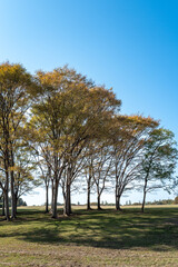 Fototapeta premium autumn in the park