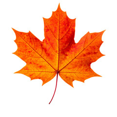  Floating Autumn Maple Leaf PNG