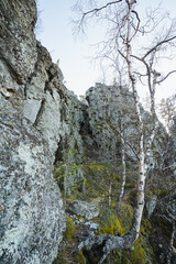 Strong tree holds, Tree persists on rugged cliffside, Ancient tree resists in secluded forest, Resilient tree with white bark and tangled roots thriving in isolated woodland terrain