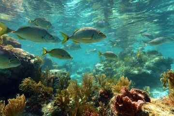 Obraz premium New Braunfels: A Colorful Underwater Paradise Featuring Blue Waters, Vibrant Coral Reefs, and Diverse Fish Life