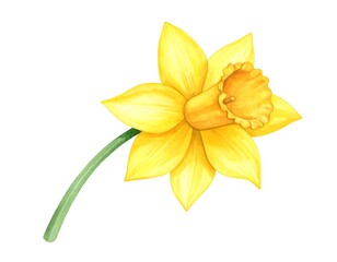 Watercolor daffodil illustration (1)
