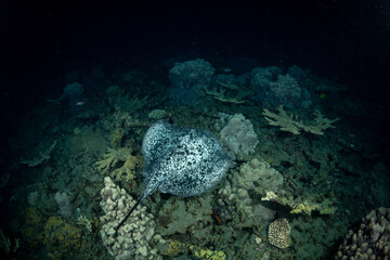 夜の海を泳ぐ危険生物マダラエイ　小笠原