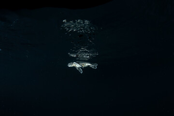 孵化して海を泳ぐアオウミガメの赤ちゃん　小笠原