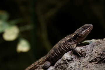 Small Brown Plated Lizard Resting on a Textured Rock in a Terrarium
