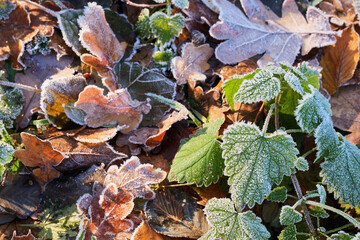 Eiskristalle auf bunten Laub im Wald und auf der Wiese
