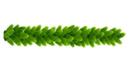 green fern isolated on white