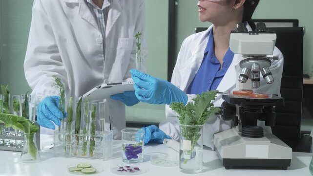 Two female scientists conduct plant experiments in a state-of-the-art laboratory, examining fresh vegetables and leaves under a research microscope to develop agricultural biotechnology,food quality