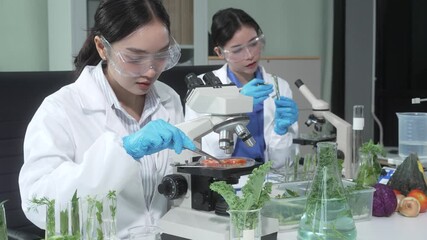 Two female scientists conduct plant experiments in a state-of-the-art laboratory, examining fresh vegetables and leaves under a research microscope to develop agricultural biotechnology,food quality