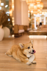 alert pet resting, dog observing environment attentively, furry companion watching lobby activity carefully