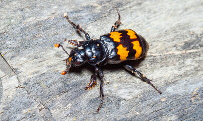 bug on a black background