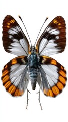 A beautifully deconstructed butterfly showcasing intricate wings with vibrant orange and white patterns and delicate antennae, exuding elegance