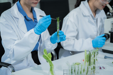 Fototapeta premium Two female scientists conduct plant experiments in a state-of-the-art laboratory, examining fresh vegetables and leaves under a research microscope to develop agricultural biotechnology,food quality