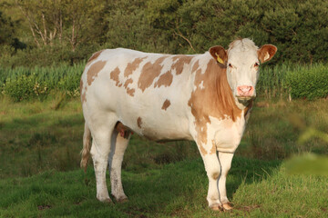 side on view of a solitary pied red and white cow standing in a grassy field