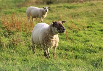 pair of domestic sheep in a grassy field