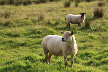 pair of domestic sheep in a grassy field
