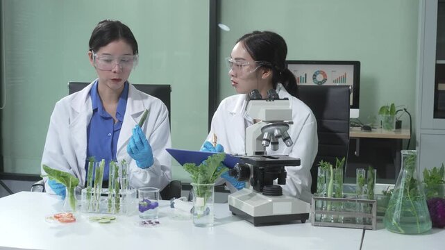 Two female scientists conduct plant experiments in a state-of-the-art laboratory, examining fresh vegetables and leaves under a research microscope to develop agricultural biotechnology,food quality