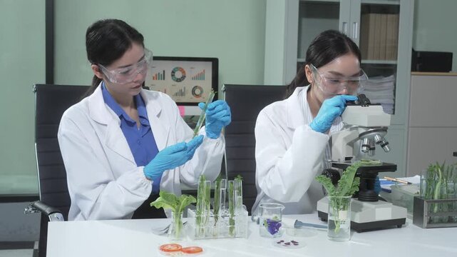 Two female scientists conduct plant experiments in a state-of-the-art laboratory, examining fresh vegetables and leaves under a research microscope to develop agricultural biotechnology,food quality
