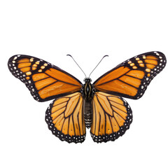 A large orange butterfly sits on a white surface, its wings spread wide