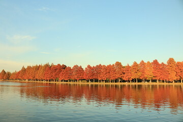 水元公園のメタセコイア