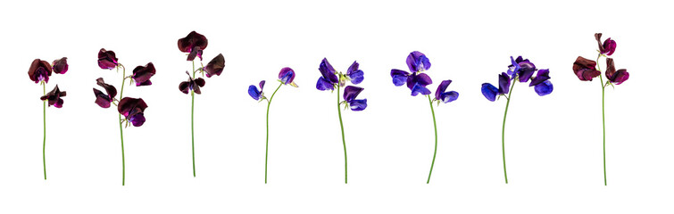 Isolated individual sweet pea flowers and stems. 4 purple and 4 blue. PNG.