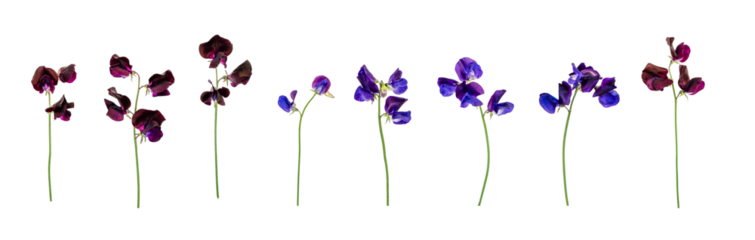 Isolated individual sweet pea flowers and stems. 4 purple and 4 blue. PNG.