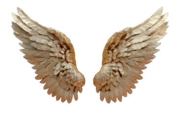 A pair of symmetrical beige-toned feathers, resembling wings, isolated against a black background