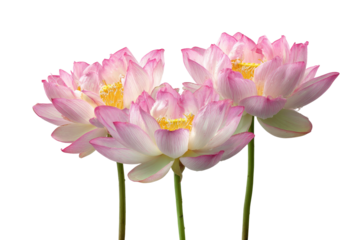 Three vibrant pink lotus flowers with yellow centers and green stems on a black background