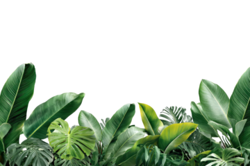 Lush tropical foliage, including large green leaves, against a black background