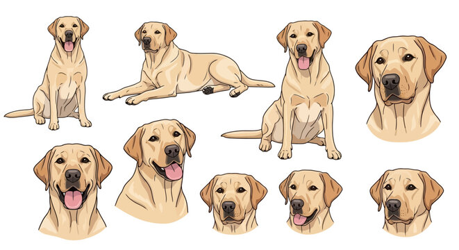 Collection of various poses and expressions of a friendly golden Labrador Retriever dog, showcasing its playful and loyal nature