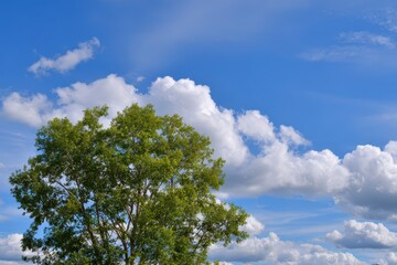 Obraz premium Lush Green Canopy Against a Bright Blue Sky with Fluffy Clouds: A Summer Landscape
